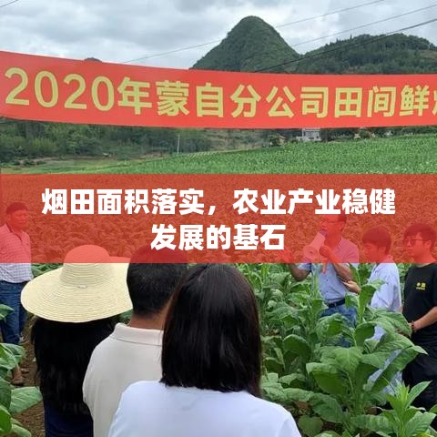 煙田面積落實(shí)，農(nóng)業(yè)產(chǎn)業(yè)穩(wěn)健發(fā)展的基石