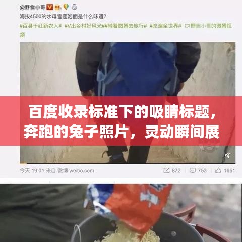 百度收錄標(biāo)準(zhǔn)下的吸睛標(biāo)題，奔跑的兔子照片，靈動(dòng)瞬間展現(xiàn)活力魅力！