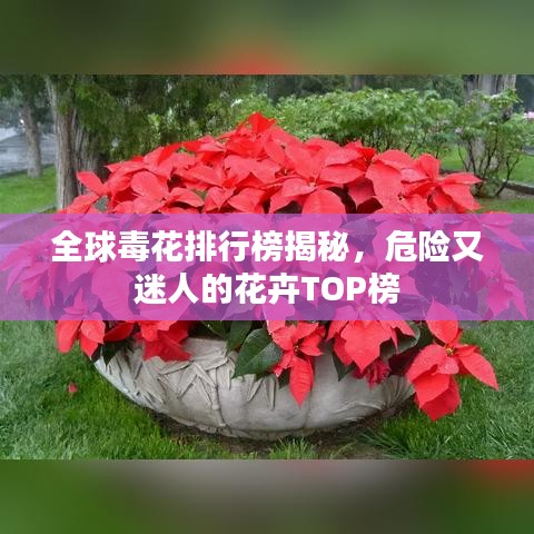 全球毒花排行榜揭秘，危險(xiǎn)又迷人的花卉TOP榜