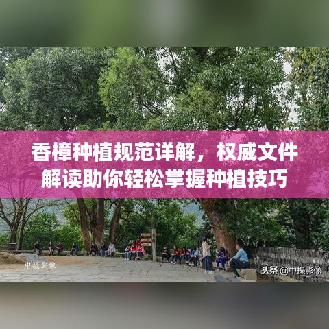香樟種植規(guī)范詳解，權(quán)威文件解讀助你輕松掌握種植技巧