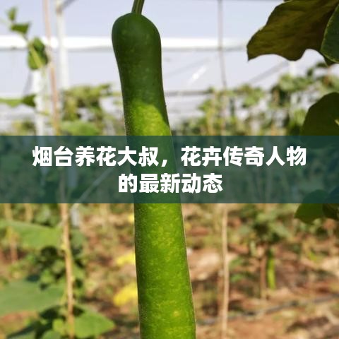 煙臺(tái)養(yǎng)花大叔，花卉傳奇人物的最新動(dòng)態(tài)