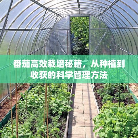 番茄高效栽培秘籍，從種植到收獲的科學管理方法