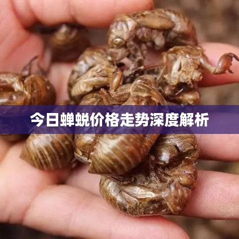 今日蟬蛻價(jià)格走勢(shì)深度解析