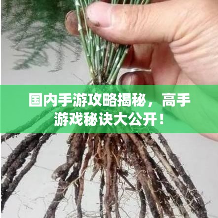 國(guó)內(nèi)手游攻略揭秘，高手游戲秘訣大公開(kāi)！