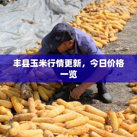 豐縣玉米行情更新，今日價格一覽