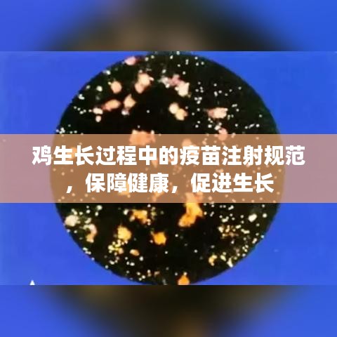 雞生長(zhǎng)過(guò)程中的疫苗注射規(guī)范，保障健康，促進(jìn)生長(zhǎng)