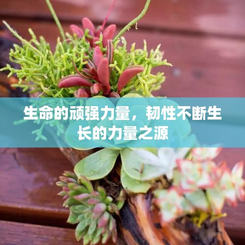 生命的頑強力量，韌性不斷生長的力量之源