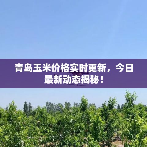 青島玉米價(jià)格實(shí)時(shí)更新，今日最新動(dòng)態(tài)揭秘！